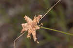 Ware's hairsedge